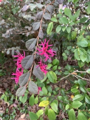Loropetalum chinense