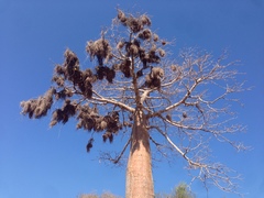 Adansonia