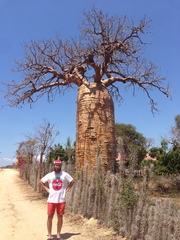 Adansonia