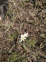 Ornithogalum fimbriatum