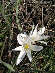 Ornithogalum fimbriatum