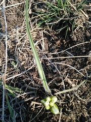 Ornithogalum fimbriatum