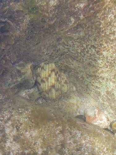 Turbo sandwicensis observed 2026-04-19