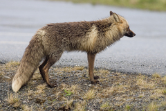 Vulpes vulpes vulpes