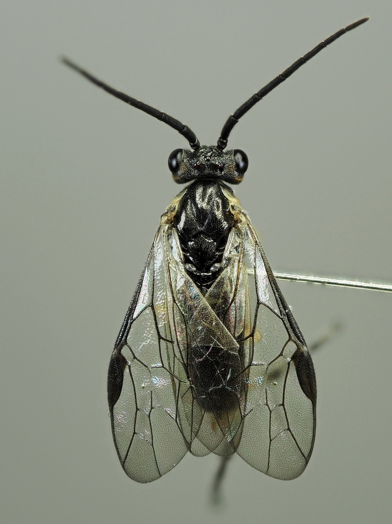 Euura vittata