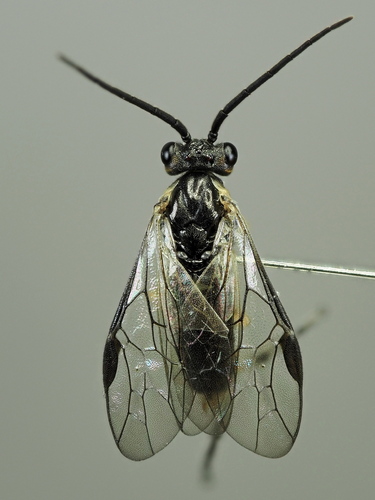 Euura vittata