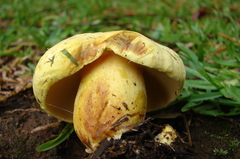 Buchwaldoboletus