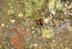 Cranaidae