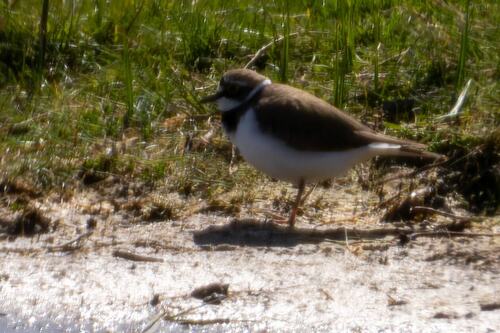Chorlitejo chico (Charadrius dubius)