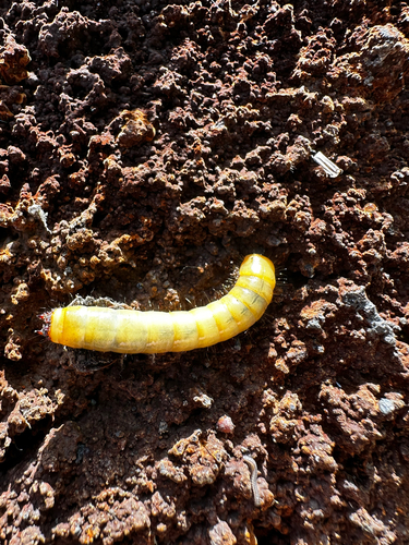 iNaturalist observation photo of Darkling Beetles
