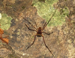 Cranaidae