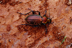 Carabus arvensis