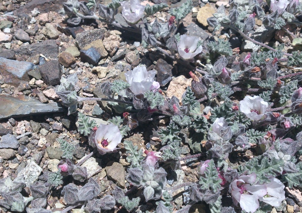 trailing globemallow