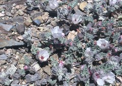 Sphaeralcea philippiana