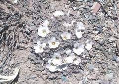 Oxalis chachahuensis