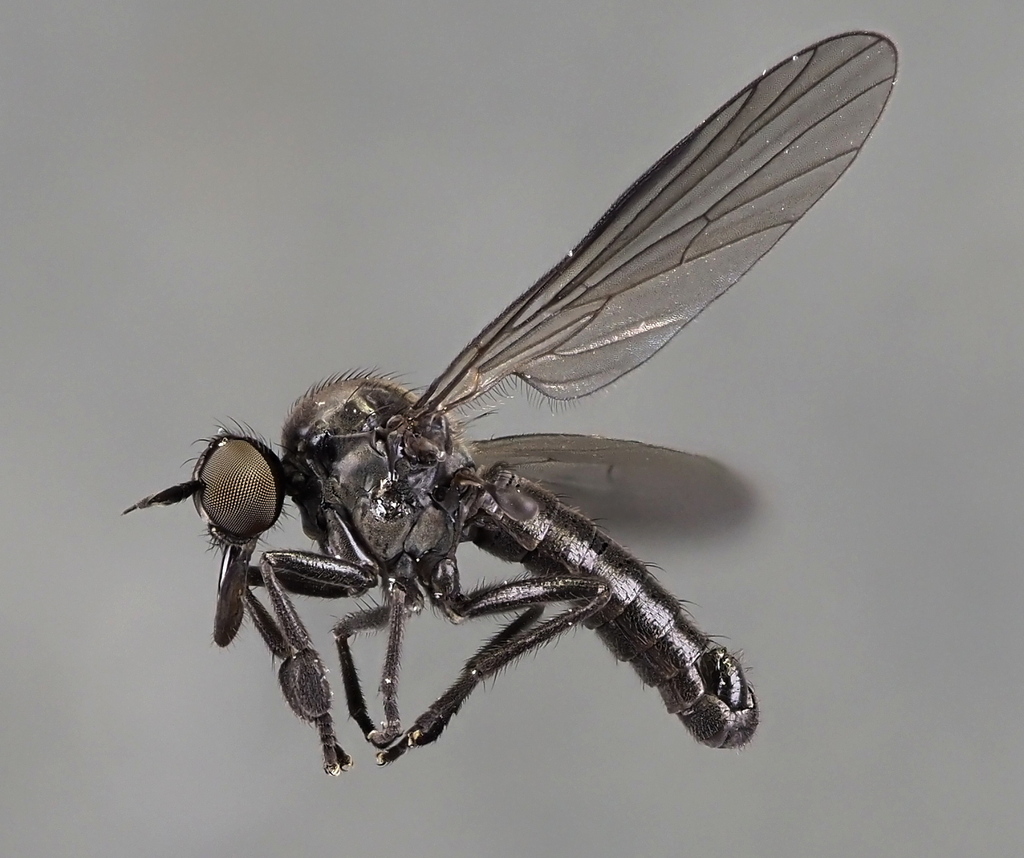 Hilara brevistyla
