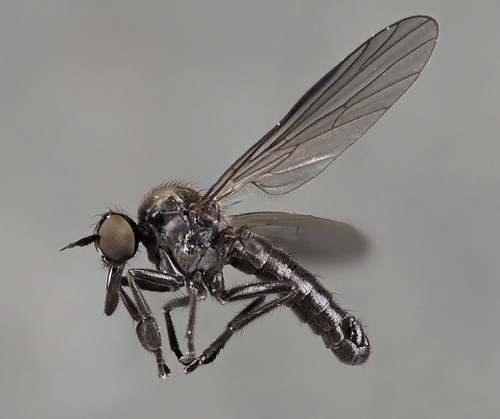 Hilara brevistyla