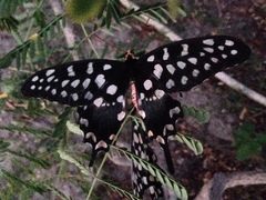 Pharmacophagus antenor