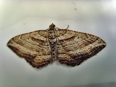 Costaconvexa polygrammata