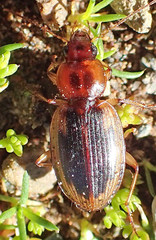 Tanystoma maculicolle