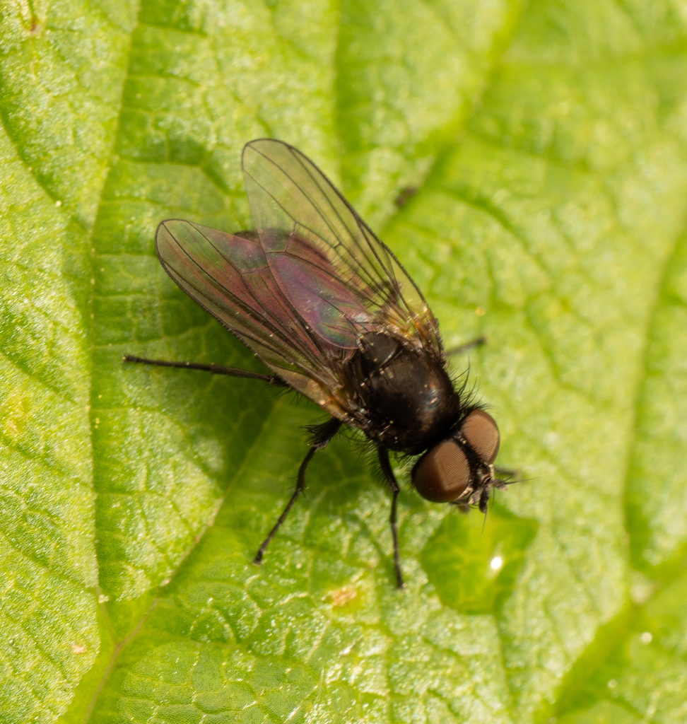 Fannia mollissima