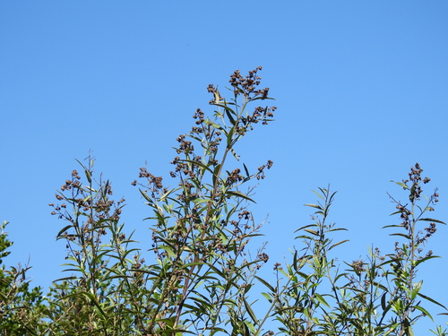 Baccharis punctulata
