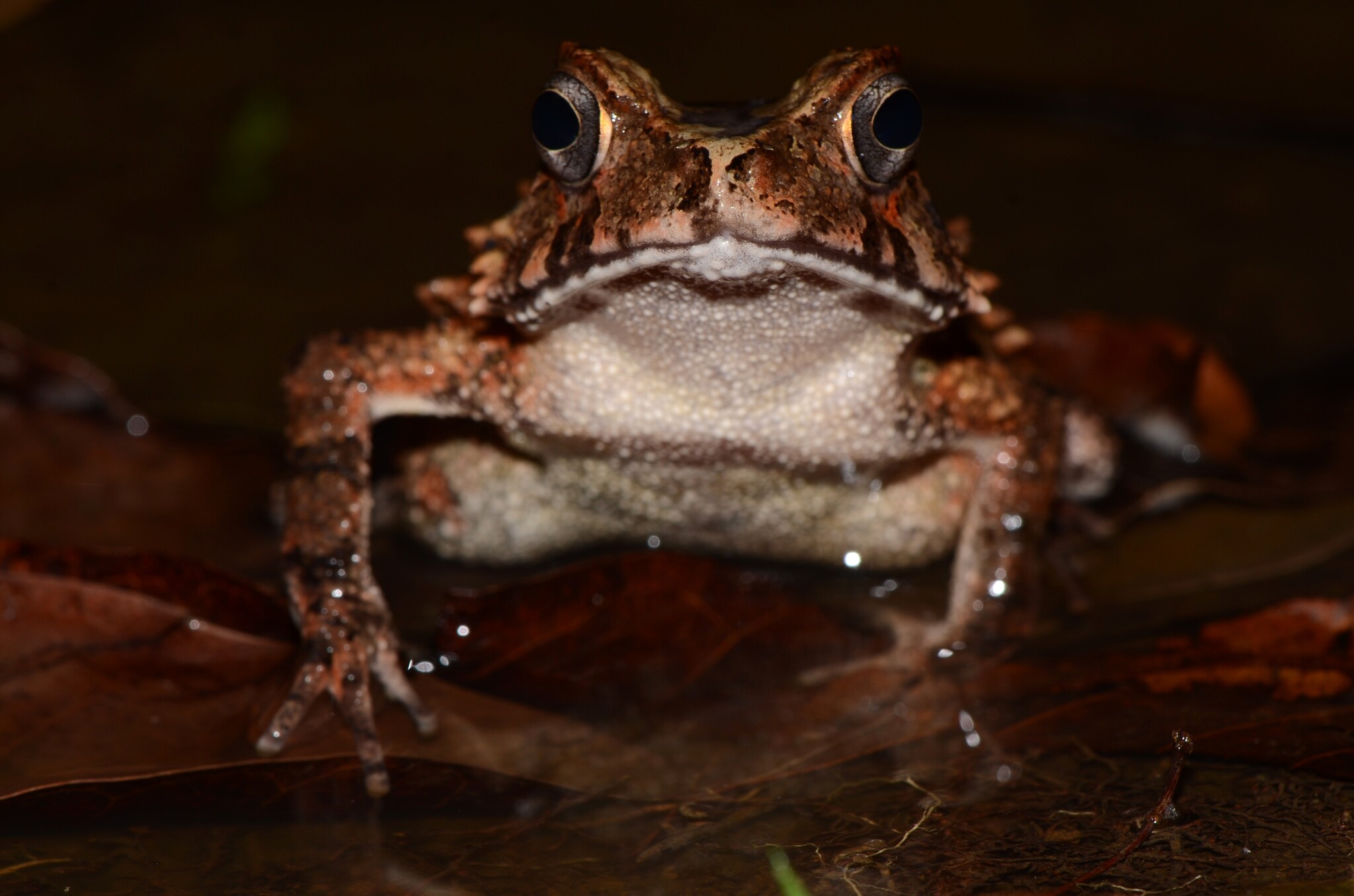 Cameroon Toad, Sclerophrys camerunensis
