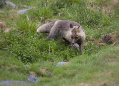 Vulpes vulpes vulpes