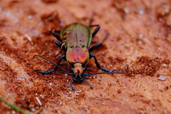 Carabus arvensis