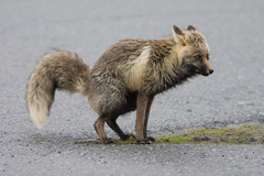 Vulpes vulpes vulpes