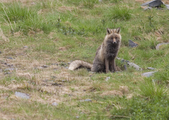 Vulpes vulpes vulpes
