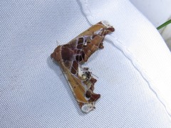 Eutelia pulcherrimus