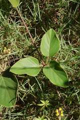 Stigmaphyllon bonariense