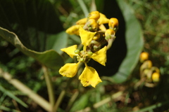 Stigmaphyllon bonariense