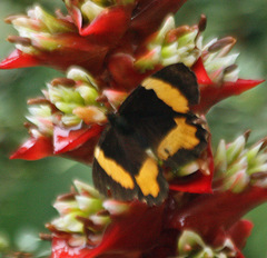 Pedaliodes pelinna