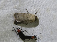 Athetis maculatra