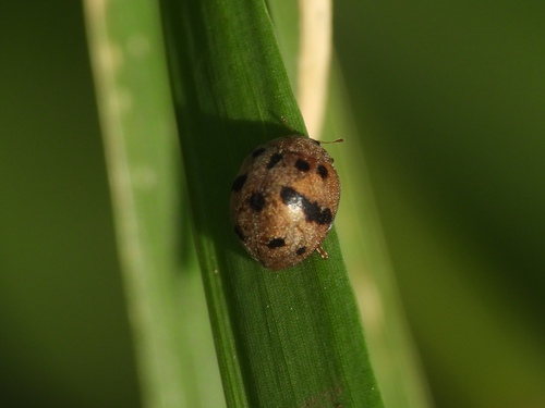 Afidenta observed 2026-03-18