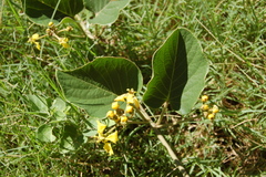 Stigmaphyllon bonariense