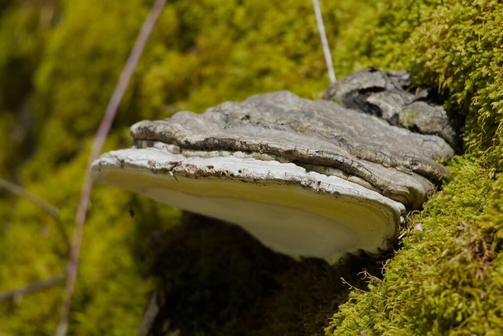 Ganoderma megaloma · April 2026 · photo: © cigazze (iNaturalist, cc-by)