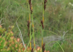 Tetraria robusta