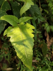 Stegnogramma wilfordii