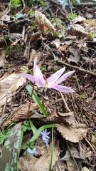 Erythronium dens-canis