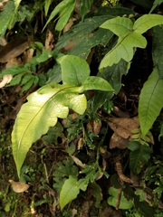 Stegnogramma wilfordii