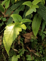 Stegnogramma wilfordii