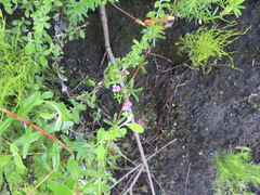 Indigofera sp14