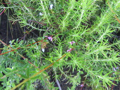 Indigofera sp14