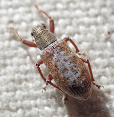 Pachyrhinus californicus