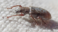 Pachyrhinus californicus