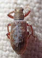 Pachyrhinus californicus