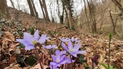 Hepatica nobilis